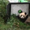 Hiina looduskaitsealal lasti hiidpanda vabasse loodusesse