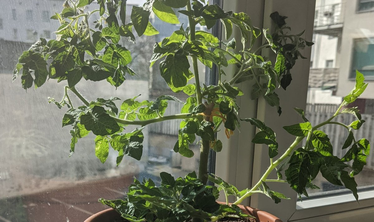 Talvitunud tomatitaim paar nädalat pärast ümberistutamist.