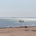 Terviseamet: tuule suuna muutus võib sinivetika tuua Eesti randadesse