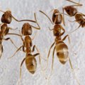 Sipelgad juhatavad kullaotsijad soone peale
