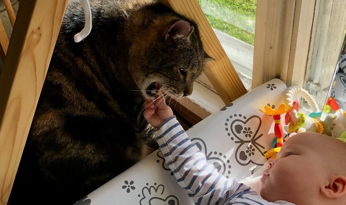 Laps uuris, mis olukorras on Peetri hambumus, ja kass lasi sel rahus sündida.