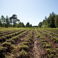 Koda: Eesti põllumajandustoetused tõotavad lähiaastail pigem langeda