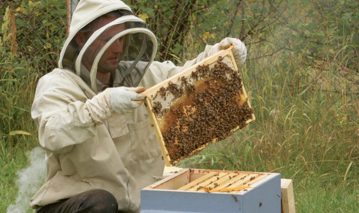 Heiki Luhaga samal ajal alustas mesindusega vanem vend Raul Luha (pildil). Sel hooajal on  ta üheksalt perelt saanud 54 kilo mett ja loodab enne suve lõppu veel korraliku saagi saada