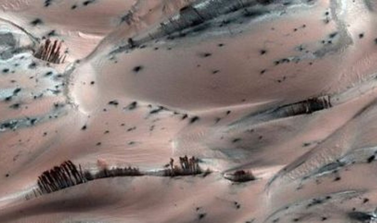Kuusepuid meenutavad rusuvaalud Marsil. Foto: NASA