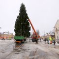 ФОТО: В Кохтла-Ярве установили новогодние елки