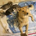 Kohus keelas Paljassaares lemmikloomade varjupaigas koerte majutamise