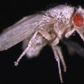 "Mutantputukad" sind ei ründa: kosmoses elamine tegi putukad hoopis haigeks