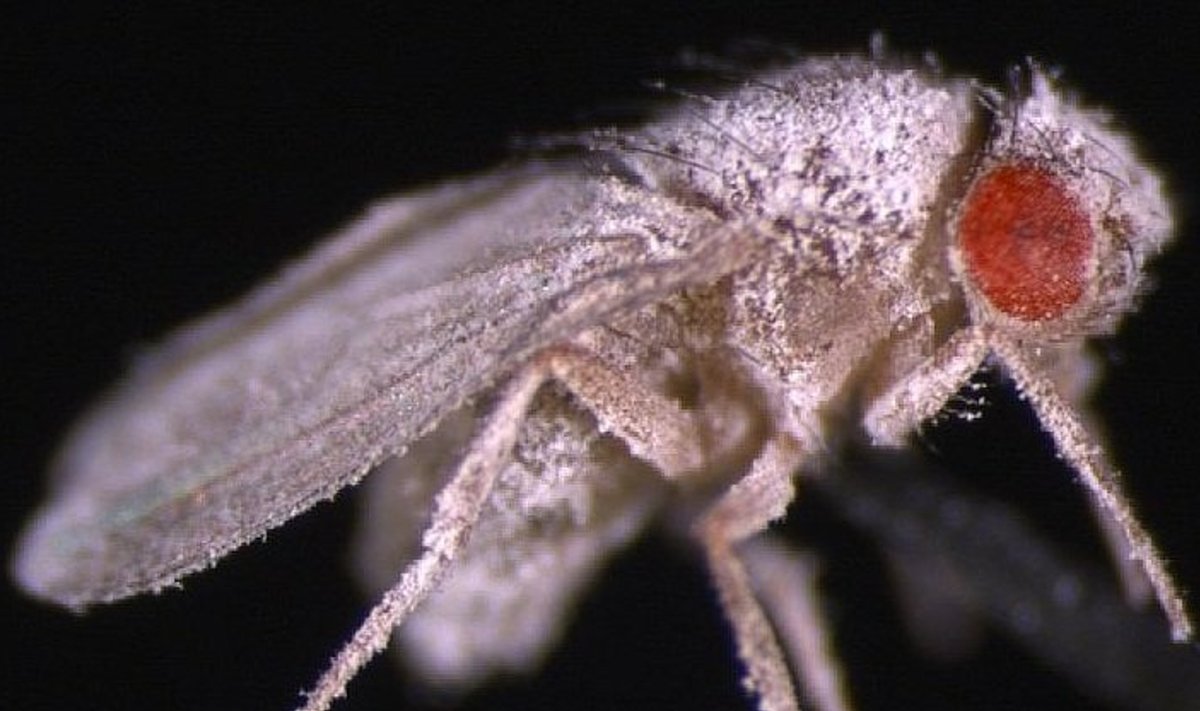 Kosmoses koorunud äädikakärbsed nakatuvad kergesti seenhaigustesse. Foto: D. Kimbrell/UC Davis