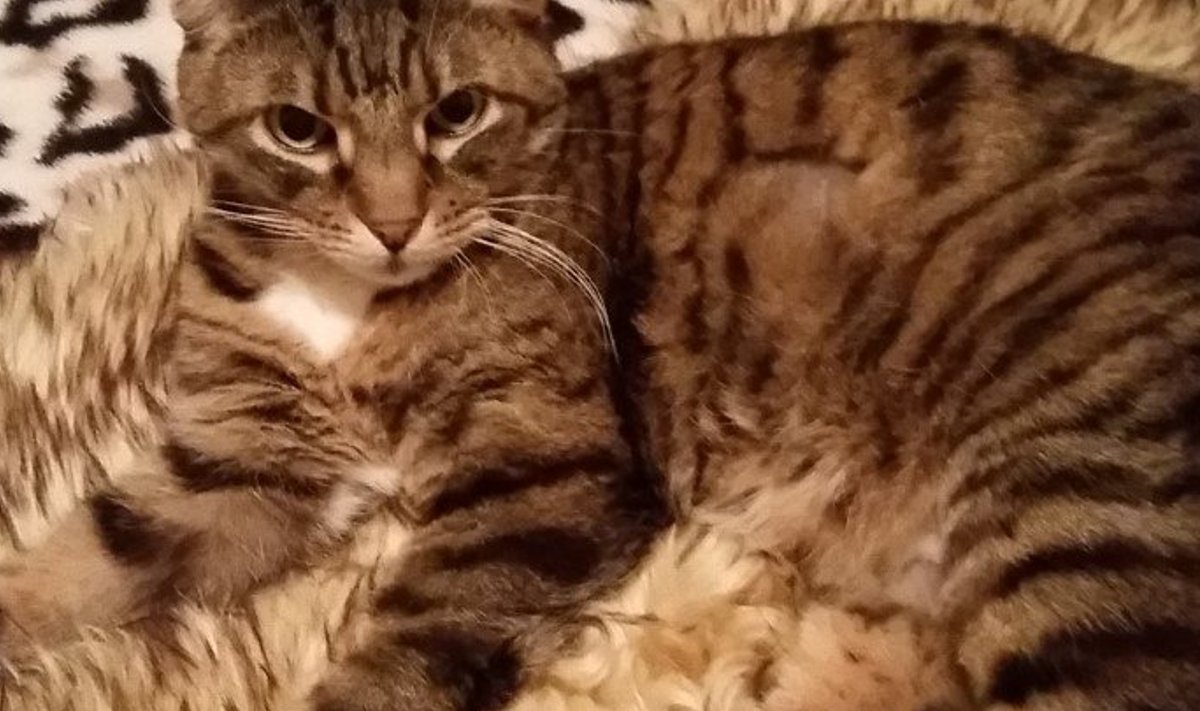 Kass Turtsu sai hiljuti diabeedi diagnoosi