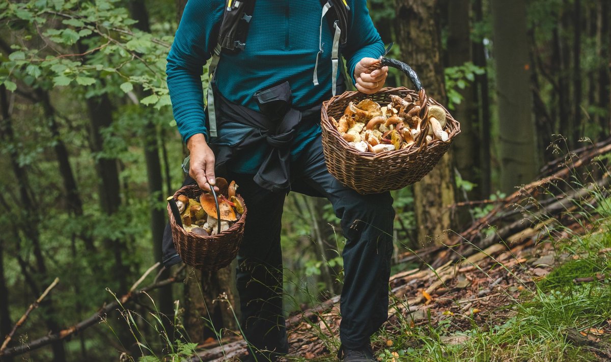 Kas igaüks võib minu metsa seenele tulla?