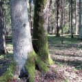 Leili metsalood | Puude salapärane elu