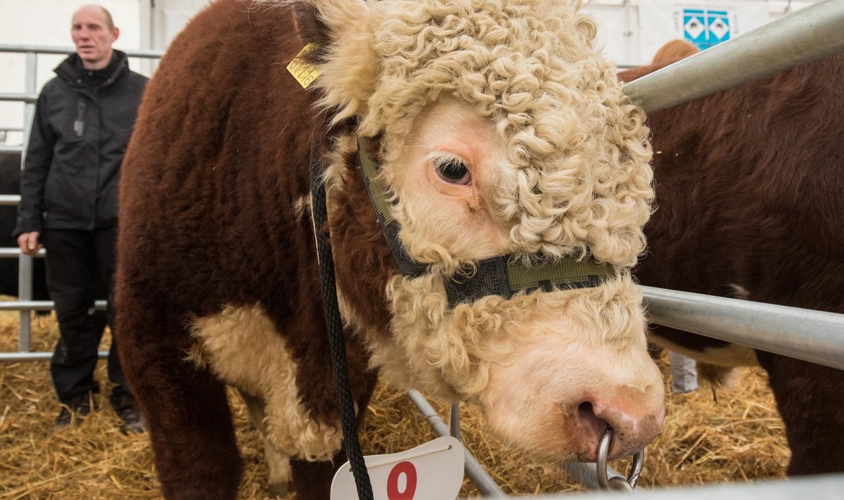 Uus tava sündinud: Eestis valitakse nüüd ka kauneim lihapull, siiani hinnati ainult lehmi.