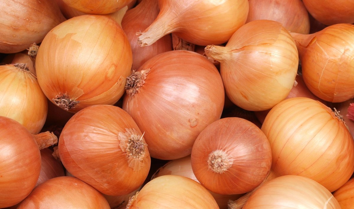 Sibulad
