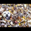 Värvikas VIDEO: Oh seda rõõmu! Vot see koer ei lase end sügisest heidutada!
