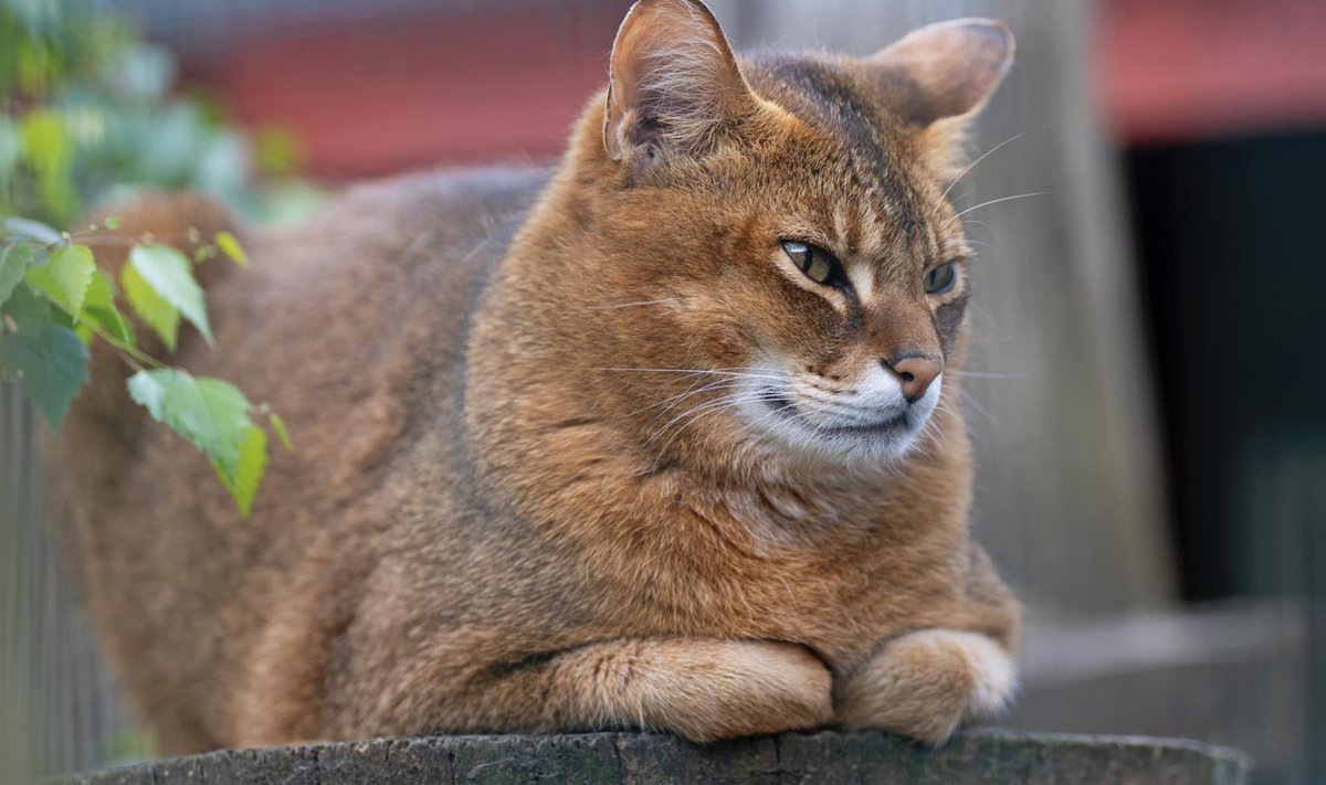 Chausie F1 kasside päritolu on tõeliselt eksootiline ja metsik