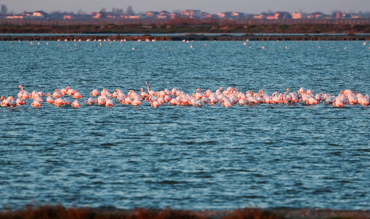 Vjosë-Nartë alale ehitatav lennujaam seab ohtu ka sealsed flamingod.