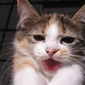Humoorikas VIDEO | Tähtis kass külastab eksklusiivset loomarestorani