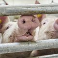 Loomakaitsja vastus seakasvatajatele: jätkusuutmatu tööstus peabki otsa saama