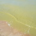 Департамент здоровья предупреждает: в озере Харку обнаружены сине-зеленые водоросли