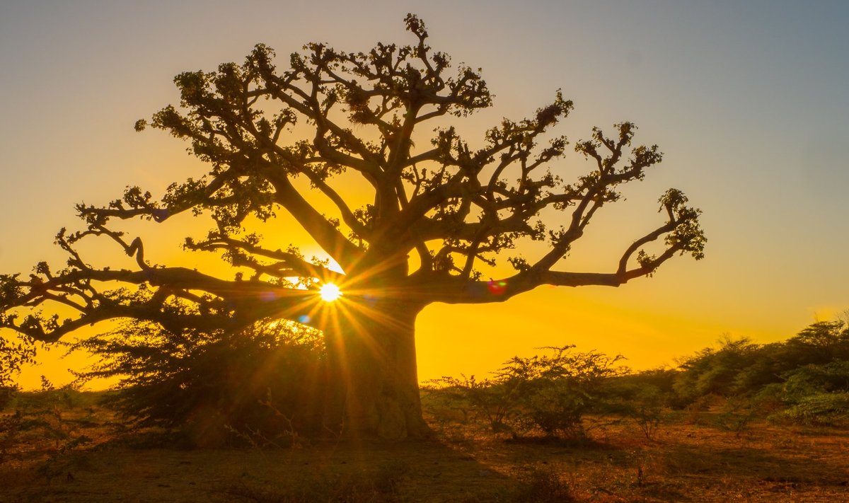 Senegali maastikke ilmestavad baobabid ehk ahvileivapuud.