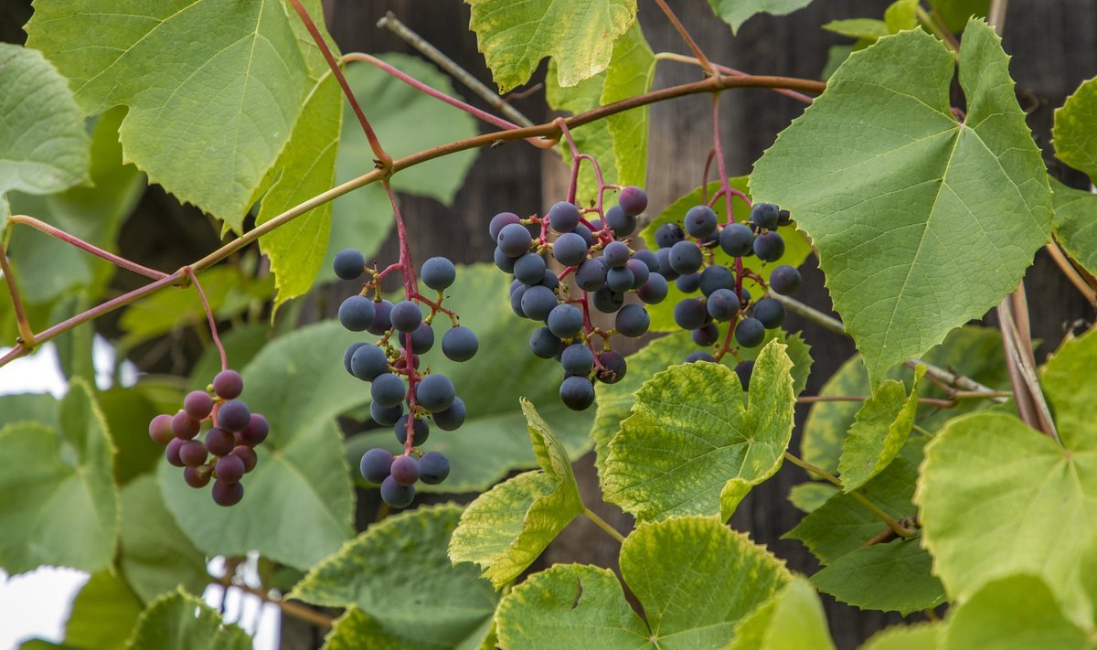 Läti sorti ’Zilga’ on meil kasvatatud juba aastakümneid. 