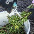 VIDEO | Kuidas teha taimeleotisi, mis annavad taimedele rammu ja aitavad võidelda kahjuritega