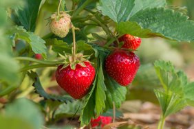 Teadur teeb puust ja punaseks maasikakasvatuse põhitõed ning avaldab parimad maasikasordid