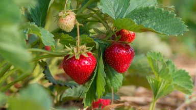 Teadur teeb puust ja punaseks maasikakasvatuse põhitõed ja avaldab parimad maasikasordid