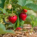 Teadur teeb puust ja punaseks maasikakasvatuse põhitõed ja avaldab parimad maasikasordid