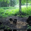 Harukordne lasterikkus! Eesti metsades tatsab kaks kuueliikmelist karuperet