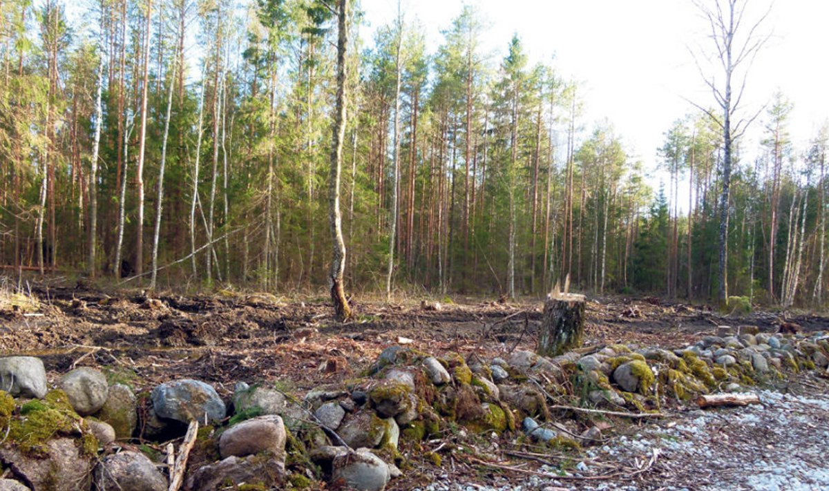 Üks lisakahju, mida metsaostjate skeemitamine võib teha, on kunagiste põlistalude tükeldamine.  Pildil on ausa inimese mets, mis siin näiteks, kuidas metsast pärandkultuuriobjekte välja tulla võib.