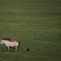 Maalehe reis: Islandil on lambaid inimestest rohkem, hobuseid vist ka