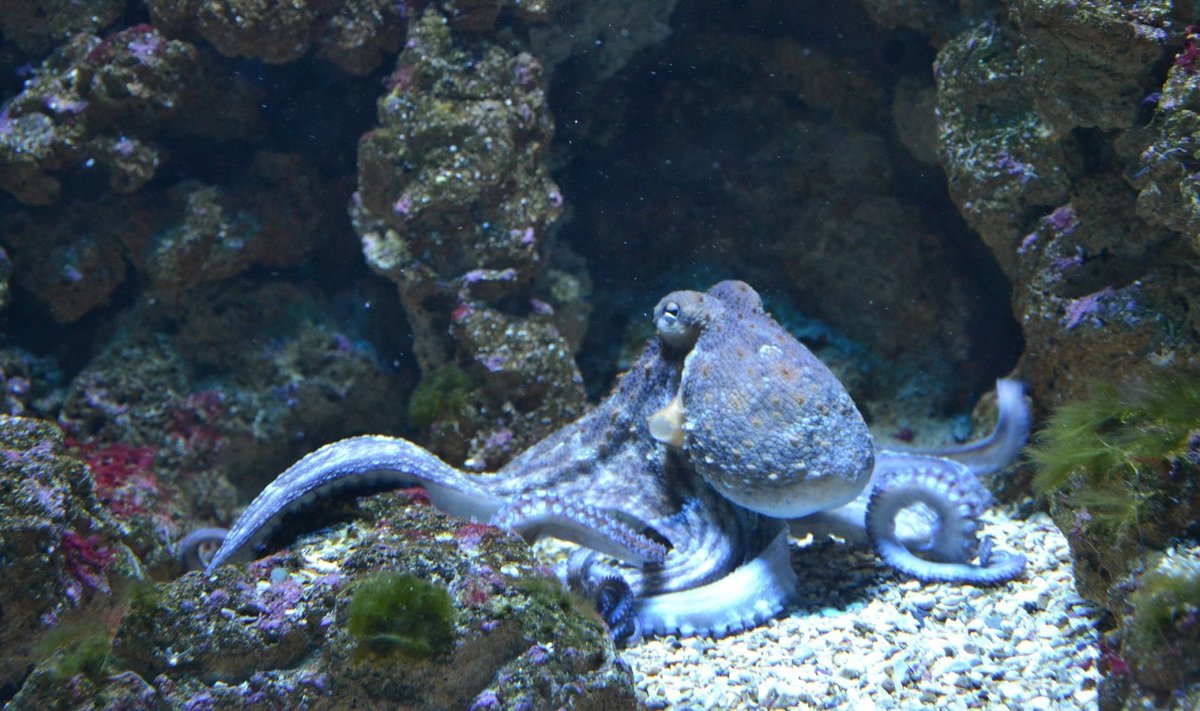 Kaheksajalg (Foto: Pixabay / sandrine RONGÈRE)