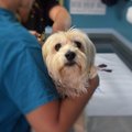 Paaniline hirm loomaarsti ees: miks kardab koer kliinikut isegi siis, kui talle pole seal midagi halba tehtud? Mida teha?