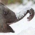 Siberis päästeti külma kätte jäänud elevandid neile viina jootes