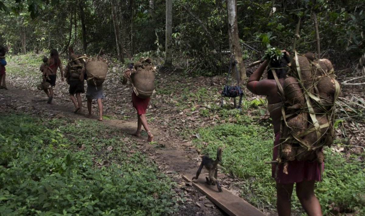 Yanomami indiaanlased (ja üks pärdik) Amazonase vihmametsas
