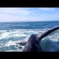VIDEO: Valus! Hiiglaslik vaal annab tüdrukule kõrvakiilu
