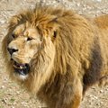 Lõuna-Aafrika Vabariigis sõid lõvid salaküti ära