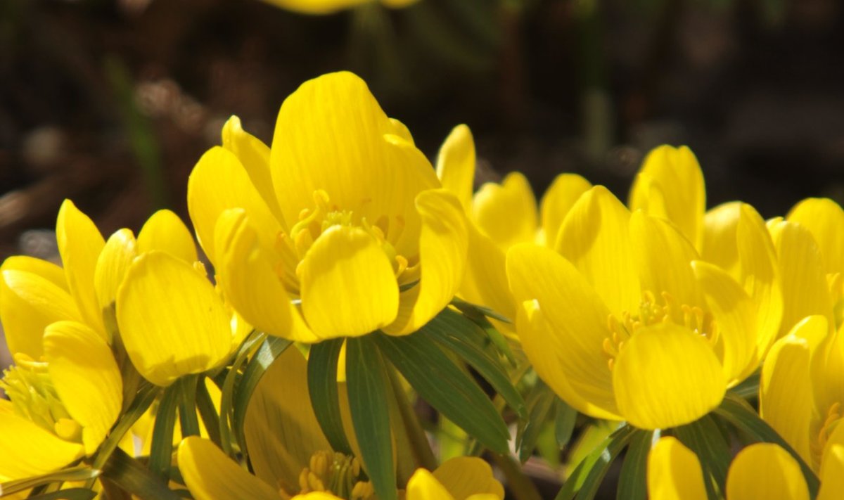 Lumekupu sort 'Guinea Gold' salkadena.