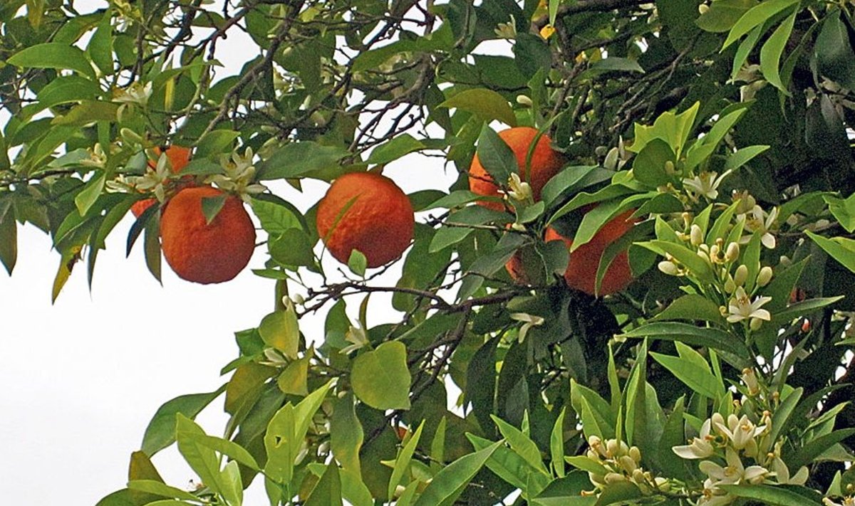Õunapuu otsas juba õisi ja vilju ühekorraga ei näe, aastas kaks saaki andva apelsinipuu puhul on see aga täitsa normaalne. Foto: Mari Peterson