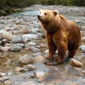 Märk maas: karu astus teadaolevalt esimesed sammud Vilsandi saarele