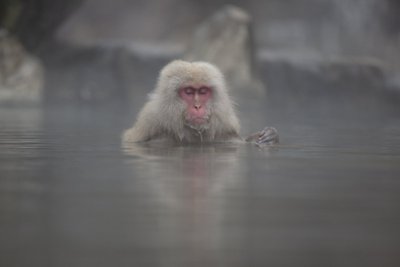 Jaapani makaagid Hokkaido botaanikaaias