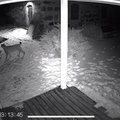 РЕДКОЕ ВИДЕО | Любопытная рысь пробралась во двор жилого дома  