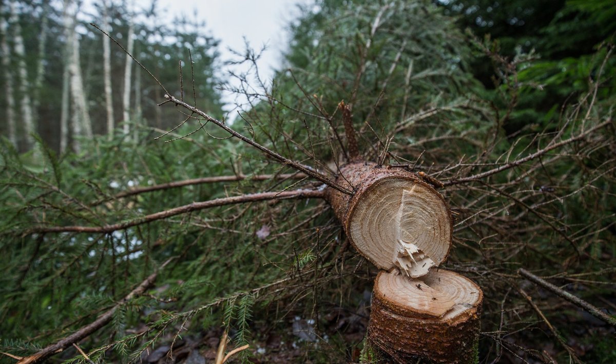 Elektrilevi raius talumeeste puud maha - Jüri ja Juhan Ojamaa