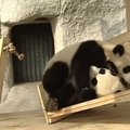 VIDEO: Vaata, kuidas pandapere elab, mängib ja liugu laseb!