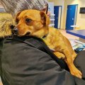 FOTOD | Loomakaitsjad päästsid kaheks päevaks autosse suletud koera