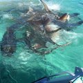 VIDEO: 70 tiigerhaid maiustamas ühe vaalakorjuse kallal, inimeste silme all