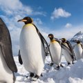 Üliohtlik linnugripp jõudis Antarktika mandriossa, seades ohtu pingviinide kolooniad