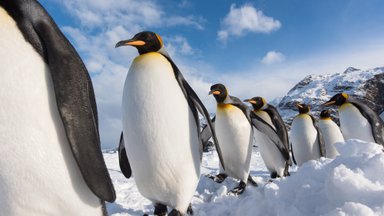 Üliohtlik linnugripp jõudis Antarktika mandriossa, seades ohtu pingviinide kolooniad