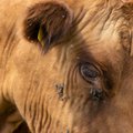 KATSE | Kuidas karjamaal olevaid veiseid vereimejate eest kaitsta